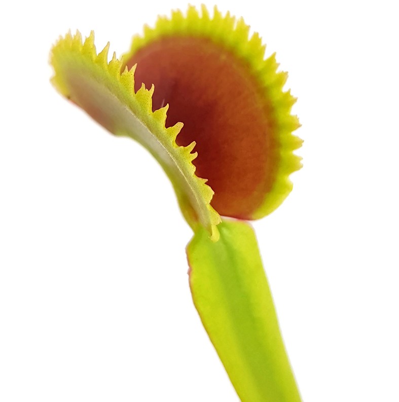 Dionaea muscipula &quot;Teeth Selection&quot;