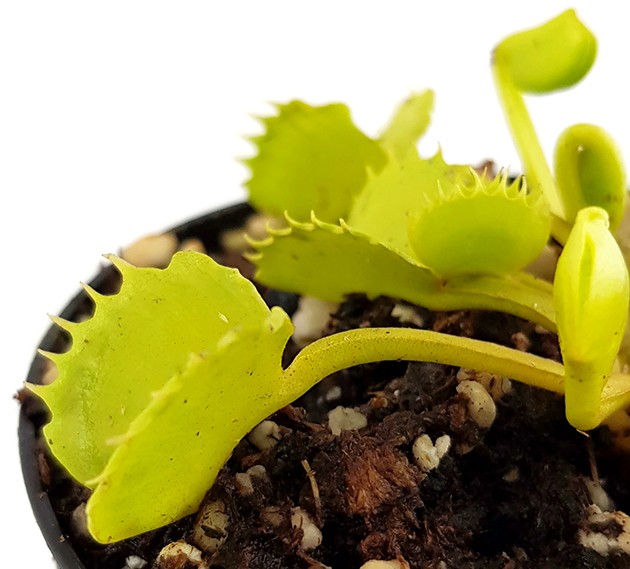 Dionaea muscipula &quot;Werewolf&quot;