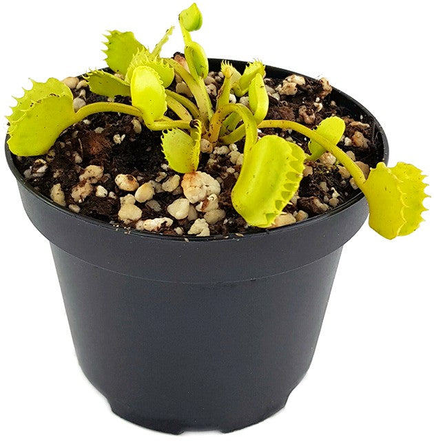 Dionaea muscipula &quot;Werewolf&quot;