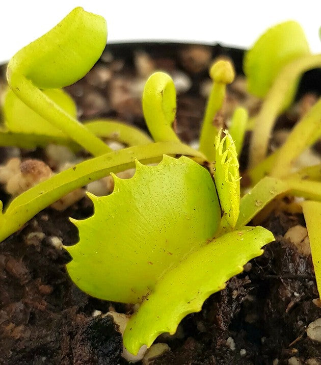 Dionaea muscipula &quot;Werewolf&quot;