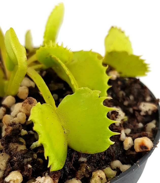 Dionaea muscipula &quot;Werewolf&quot;