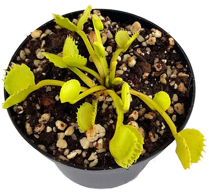 Dionaea muscipula &quot;Werewolf&quot;