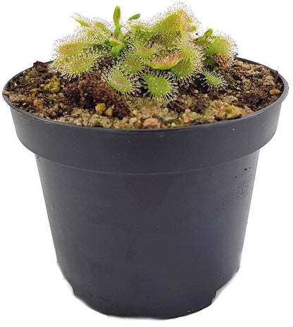 Drosera Spatulata