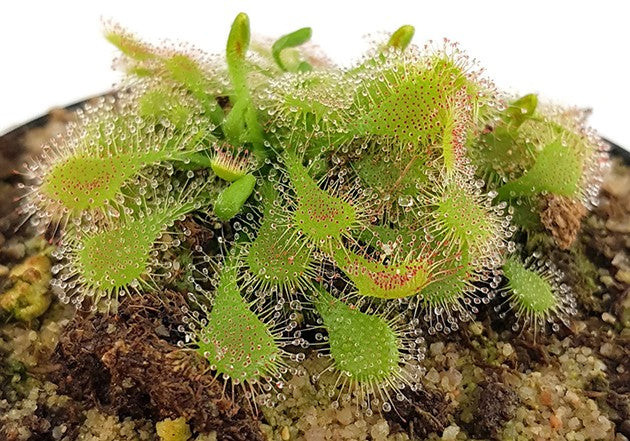 Drosera Spatulata