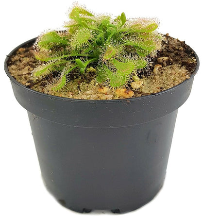 Drosera Spatulata