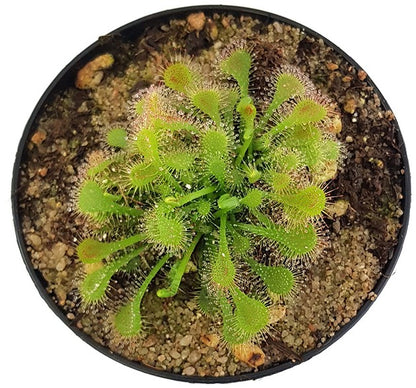 Drosera Spatulata