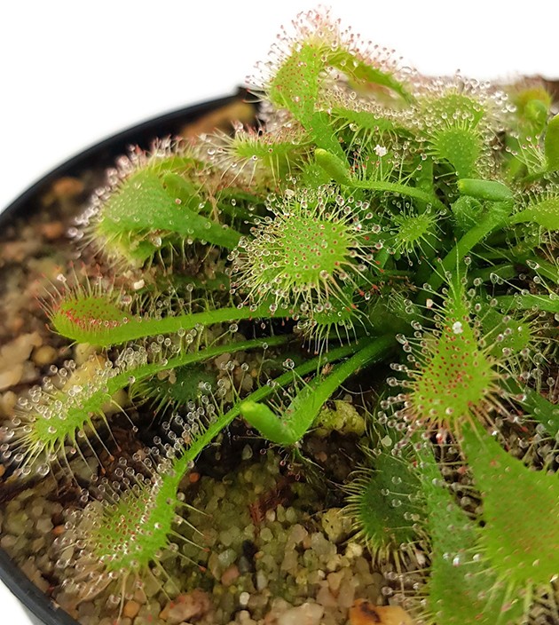 Drosera Spatulata