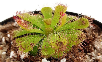 Drosera Admirabilis