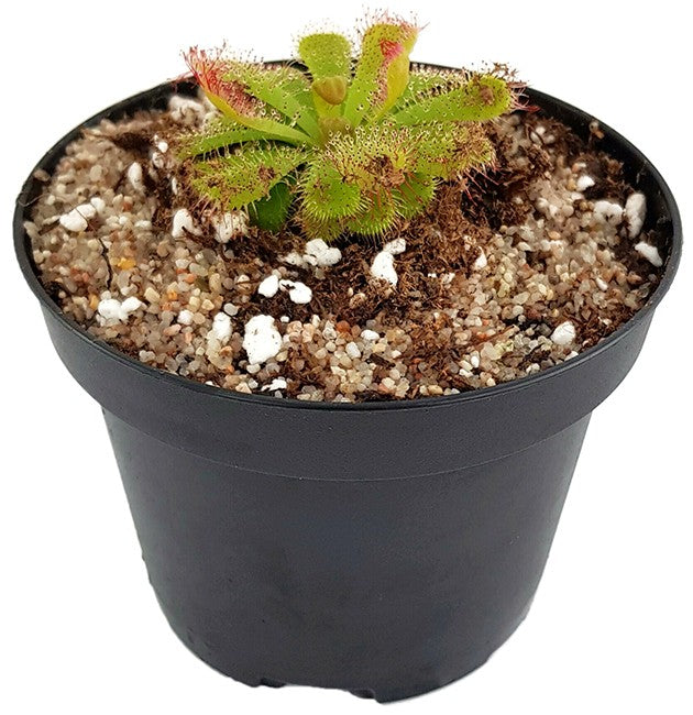 Drosera Admirabilis