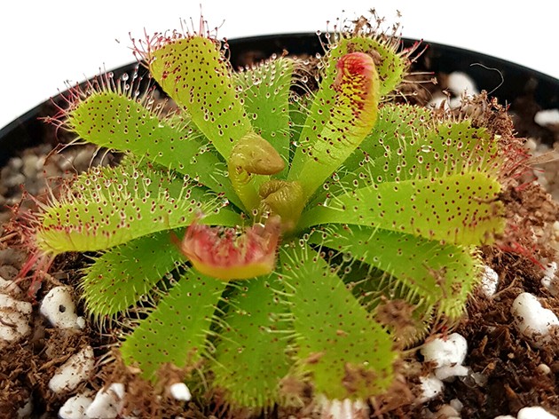 Drosera Admirabilis