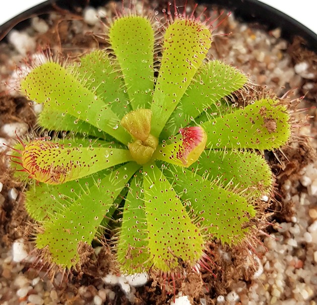 Drosera Admirabilis