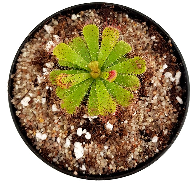 Drosera Admirabilis