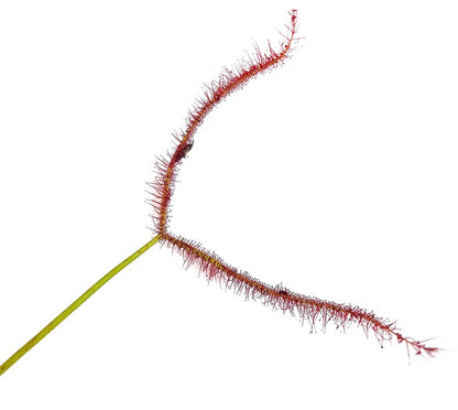 Drosera Binata &