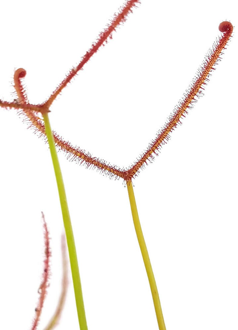 Drosera Binata &