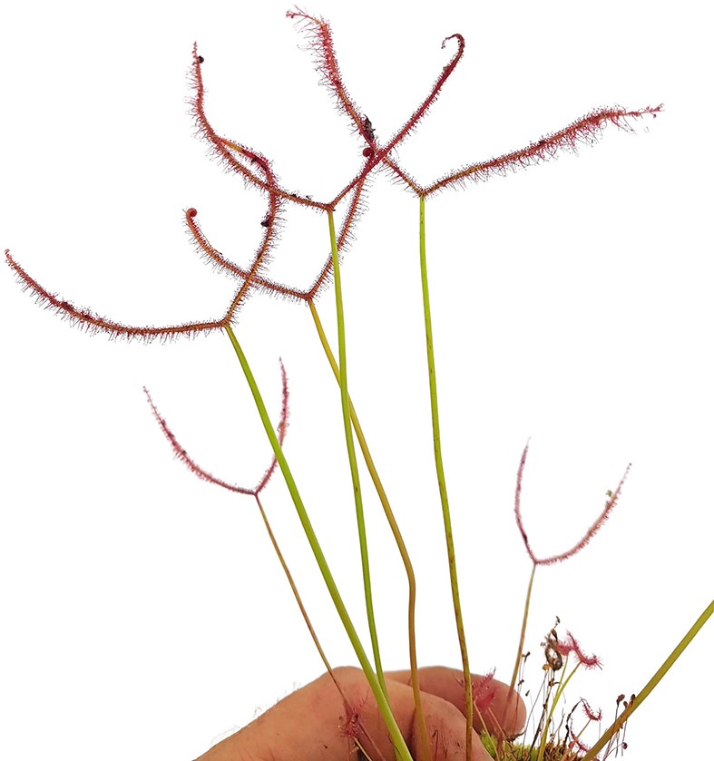 Drosera Binata &