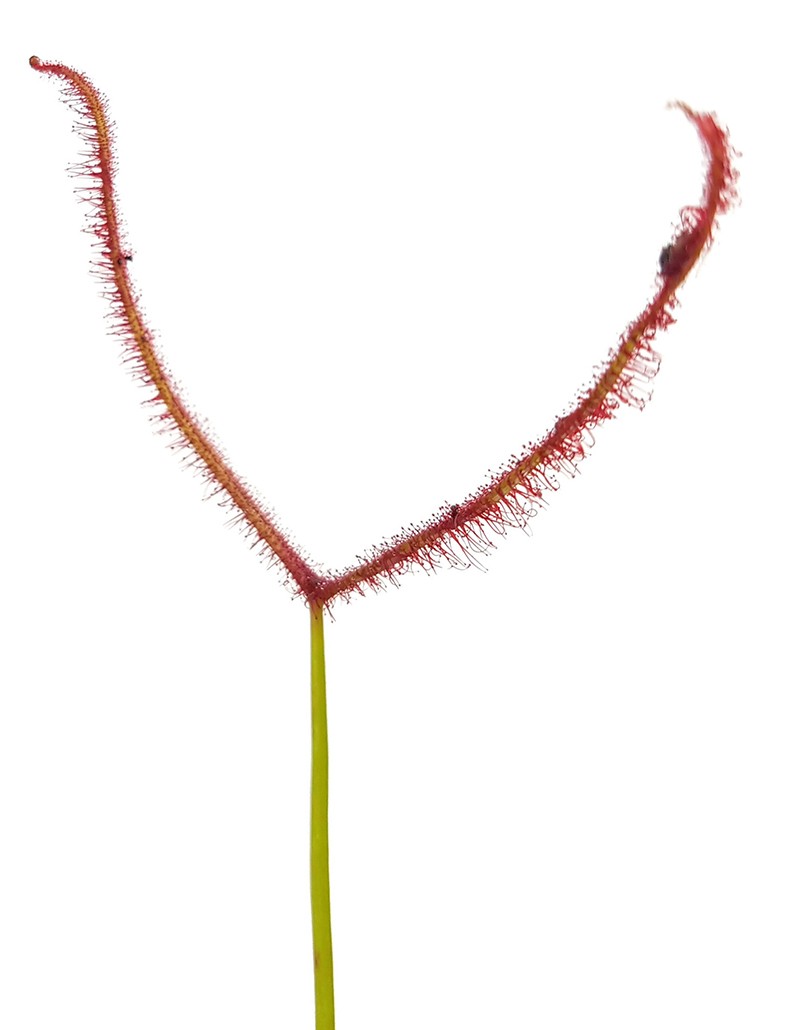 Drosera Binata &