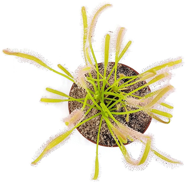 Drosera Capensis Alba