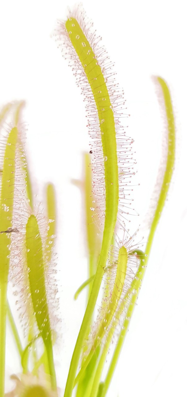 Drosera Capensis Alba