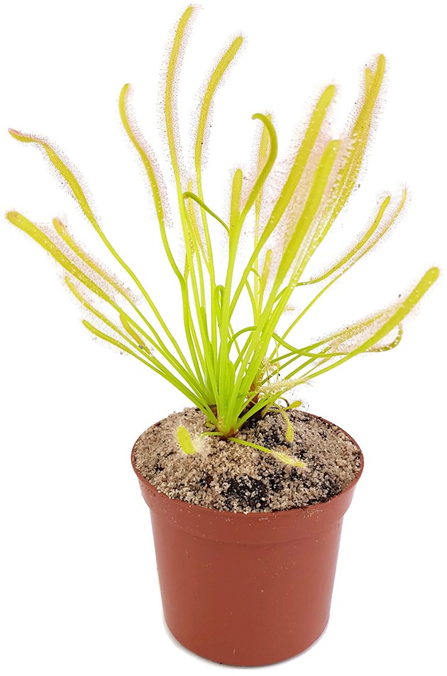 Drosera Capensis Alba