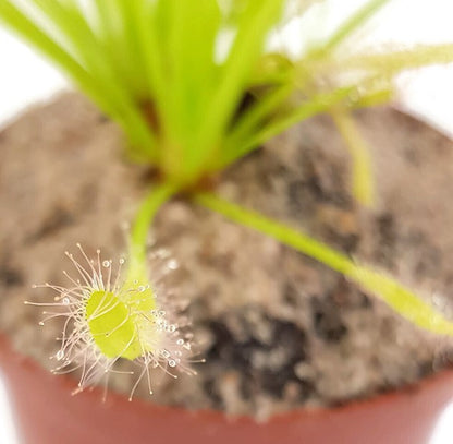 Drosera Capensis Alba