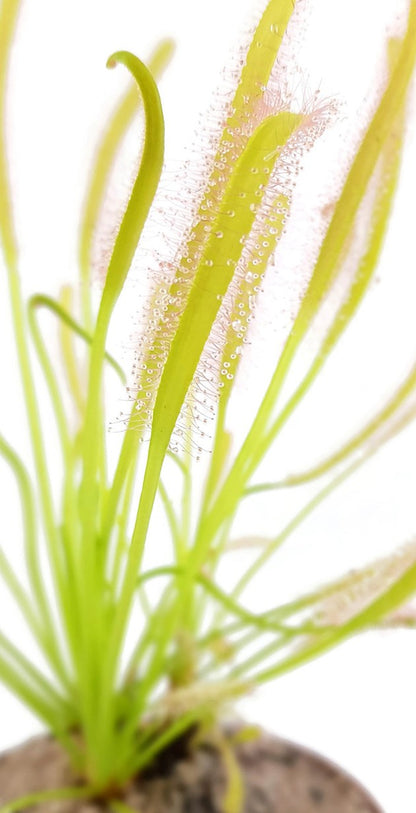 Drosera Capensis Alba