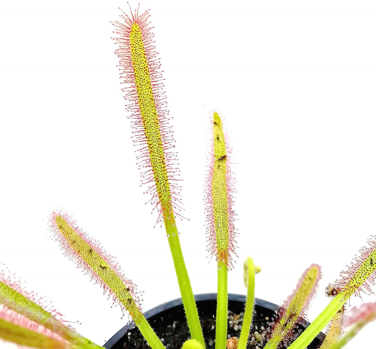 Drosera Capensis Large Form