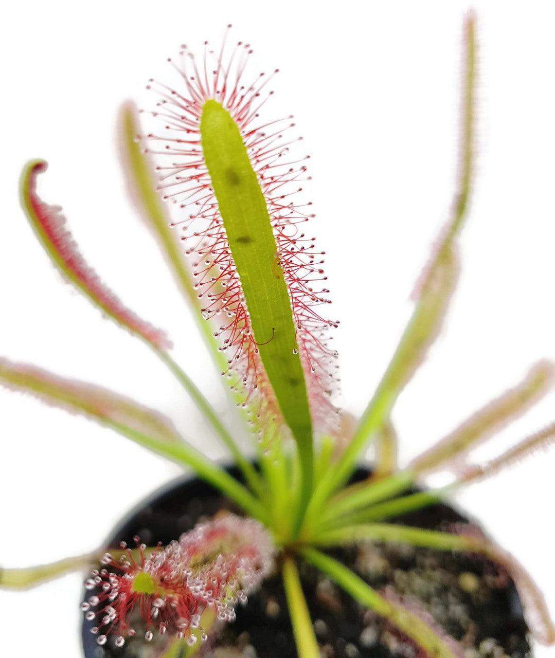 Drosera Capensis Large Form