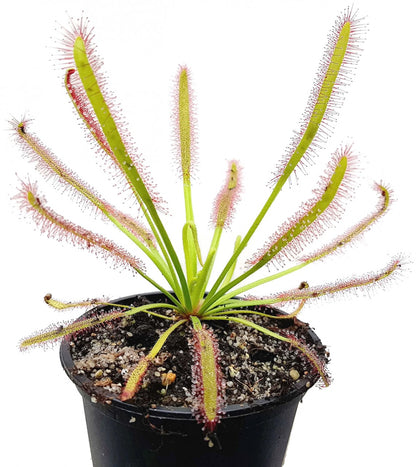 Drosera Capensis Large Form