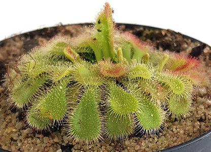 Drosera natalensis