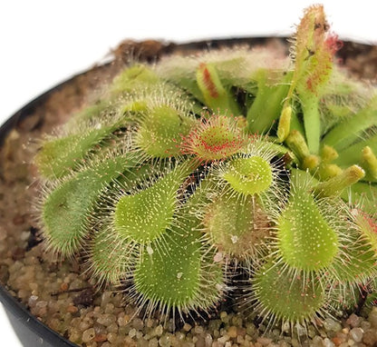 Drosera natalensis