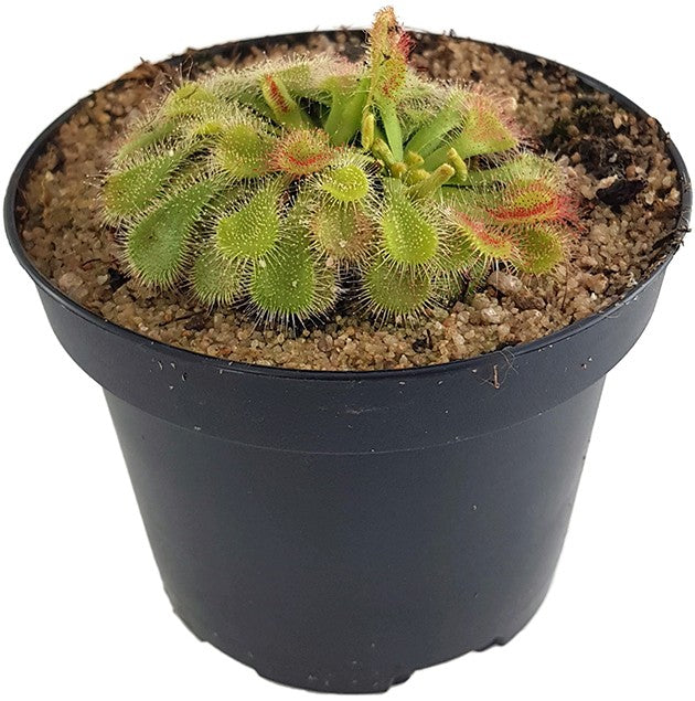 Drosera natalensis