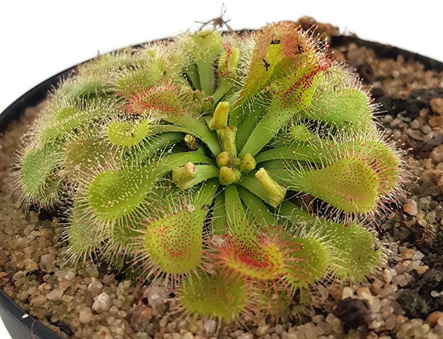 Drosera natalensis