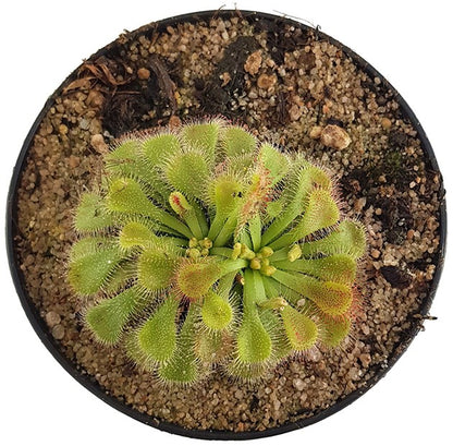 Drosera natalensis