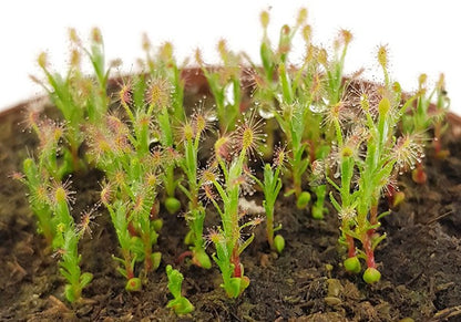 Drosera Scorpioides - Zwergsonnentau