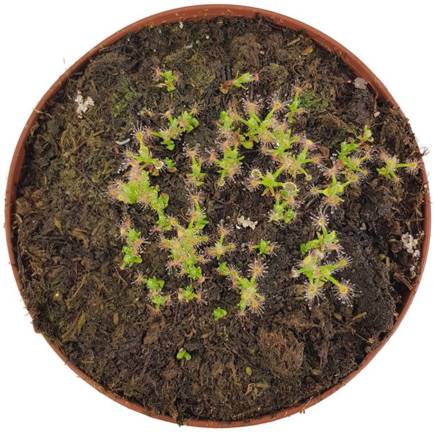 Drosera Scorpioides - Zwergsonnentau