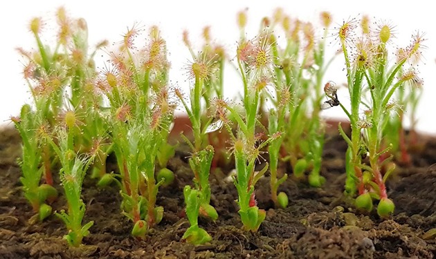 Drosera Scorpioides - Zwergsonnentau