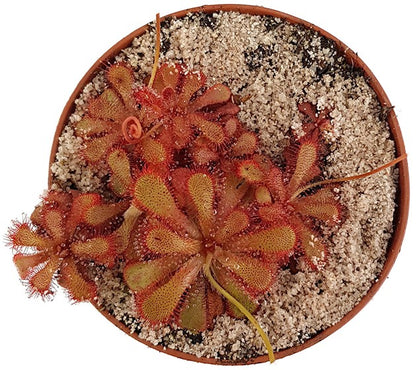 Drosera Venusta