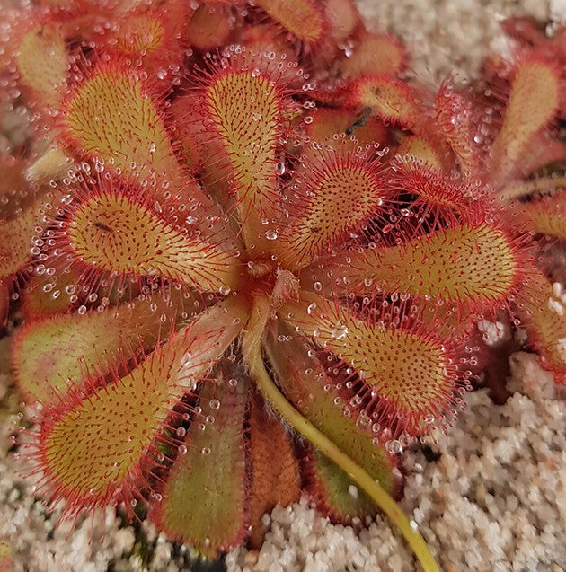 Drosera Venusta