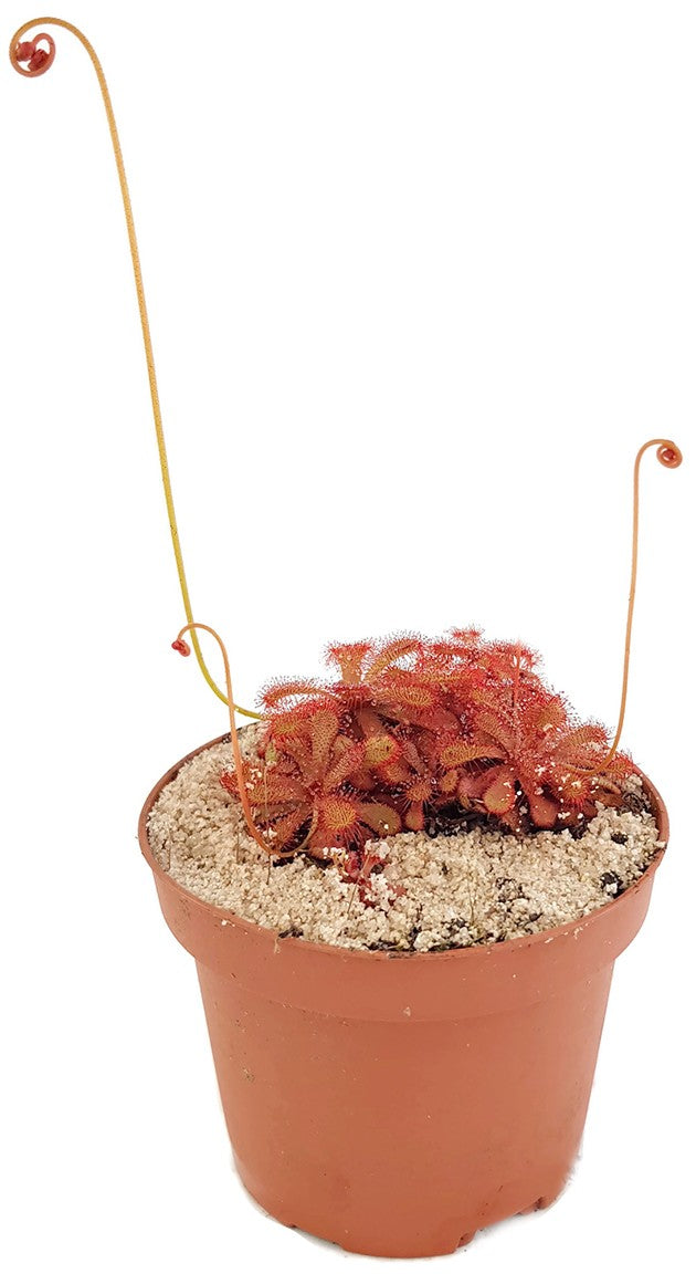 Drosera Venusta