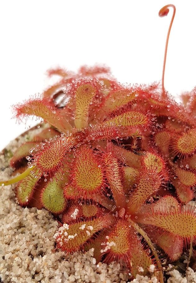 Drosera Venusta