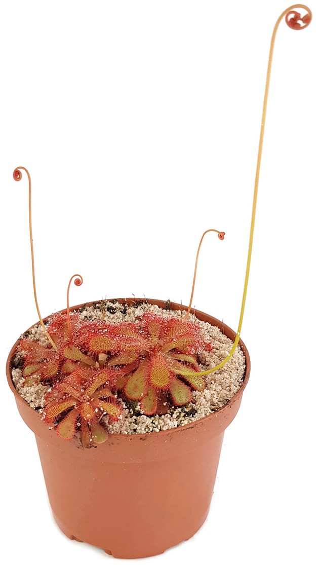 Drosera Venusta