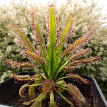 Drosera Capensis Wide Leaf