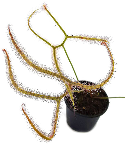 Drosera Binata var. Dichotoma Giant