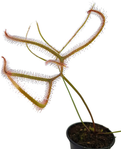 Drosera Binata var. Dichotoma Giant