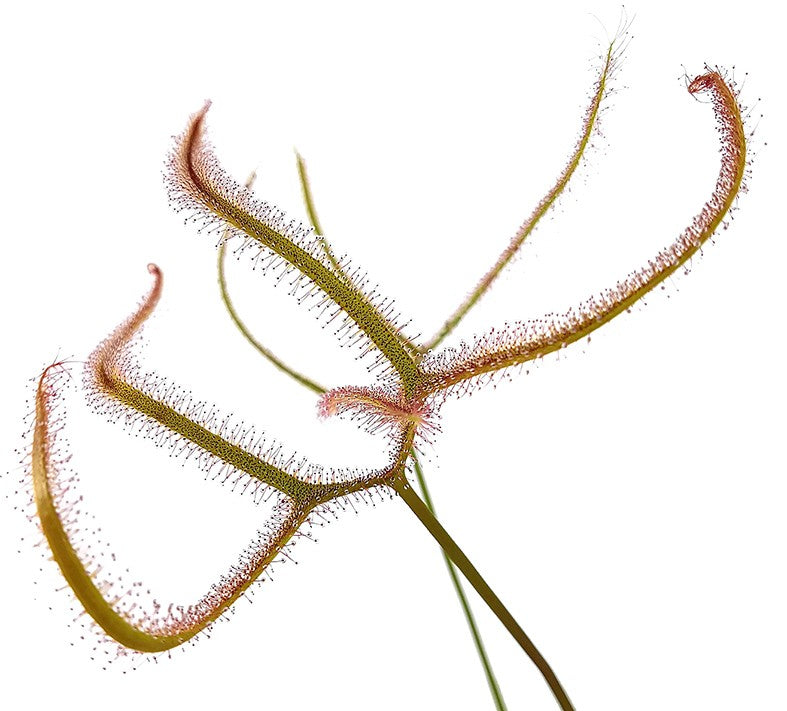 Drosera Binata var. Dichotoma Giant