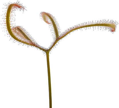 Drosera Binata var. Dichotoma Giant