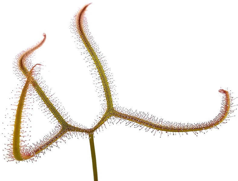 Drosera Binata var. Dichotoma Giant