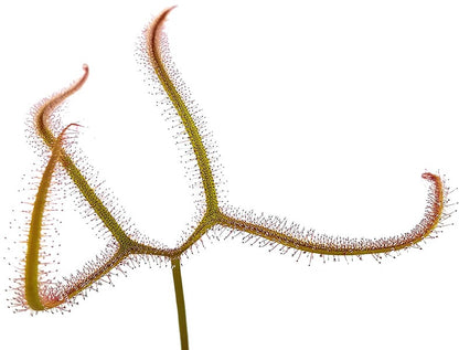 Drosera Binata var. Dichotoma Giant