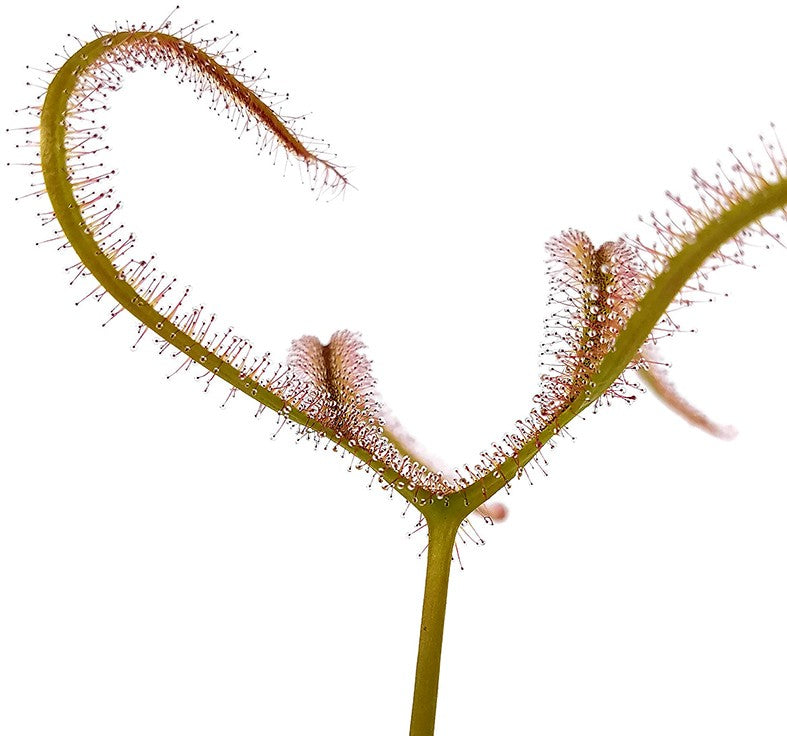 Drosera Binata var. Dichotoma Giant