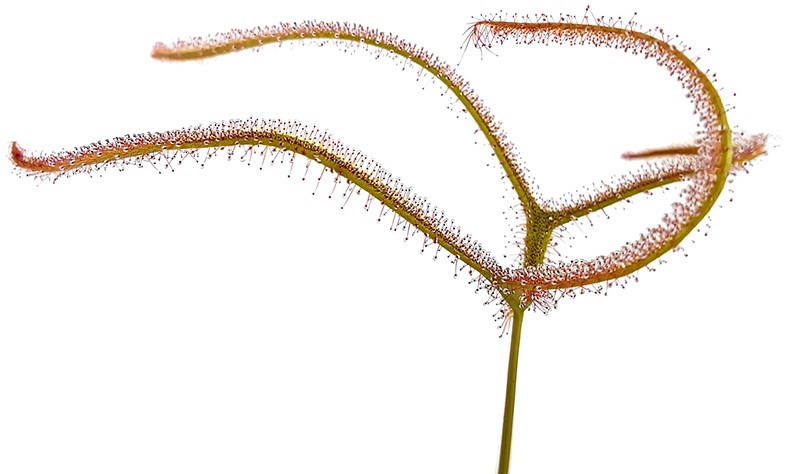 Drosera Binata var. Dichotoma Giant